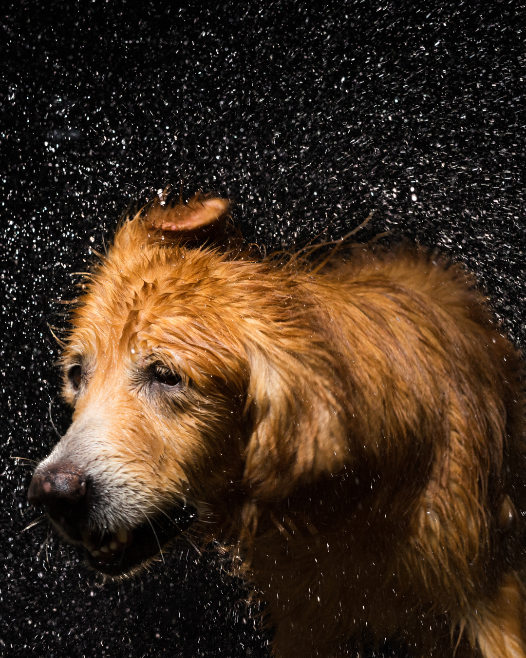 Dog shaking off water